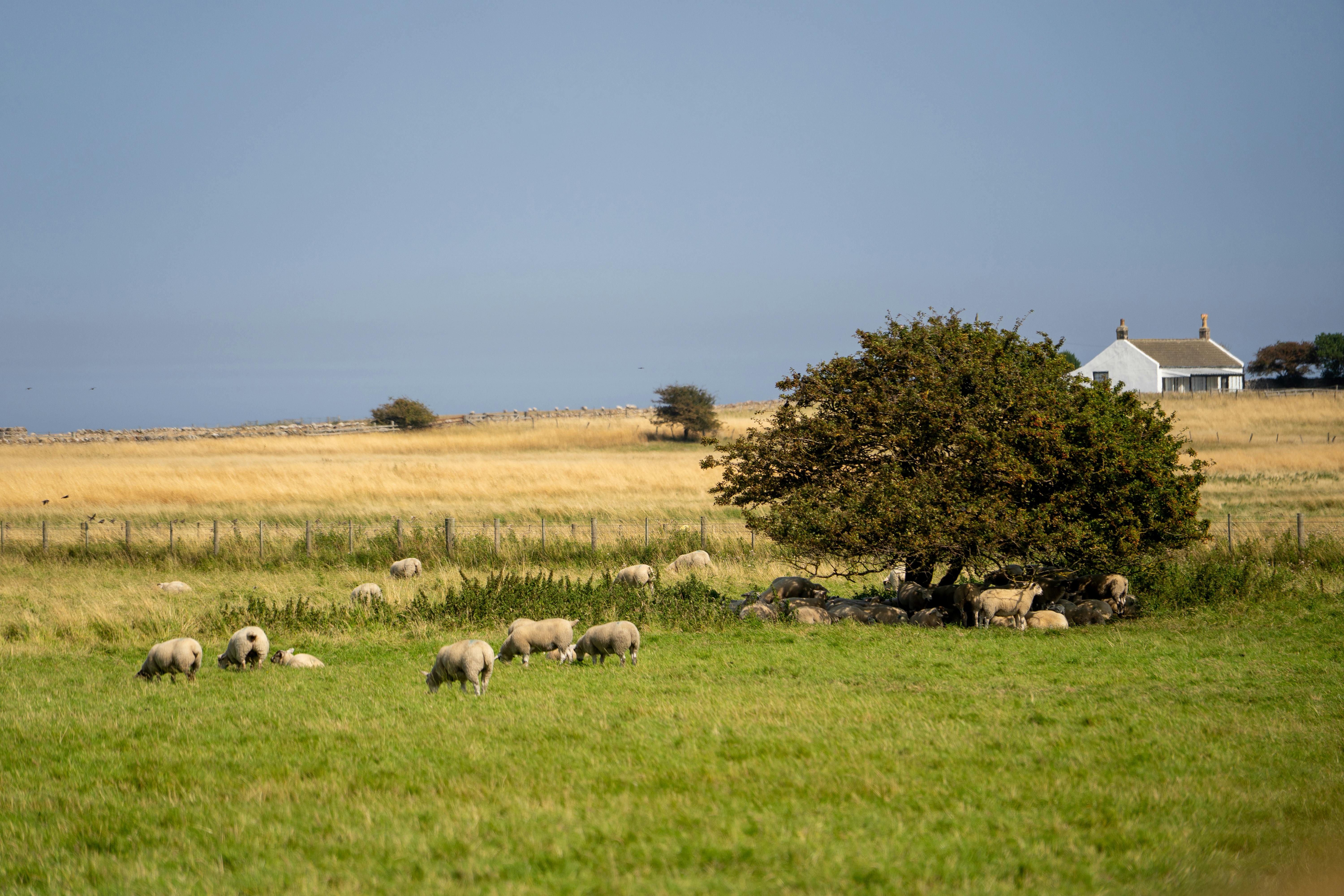 Scenic countryside, rural retreat, nature landscape, UK countryside