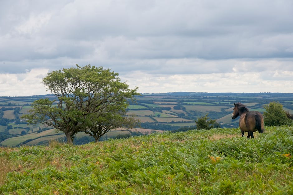 Exmoor Nature Retreat landscape of peaceful national park, nature, wilderness, scenic view