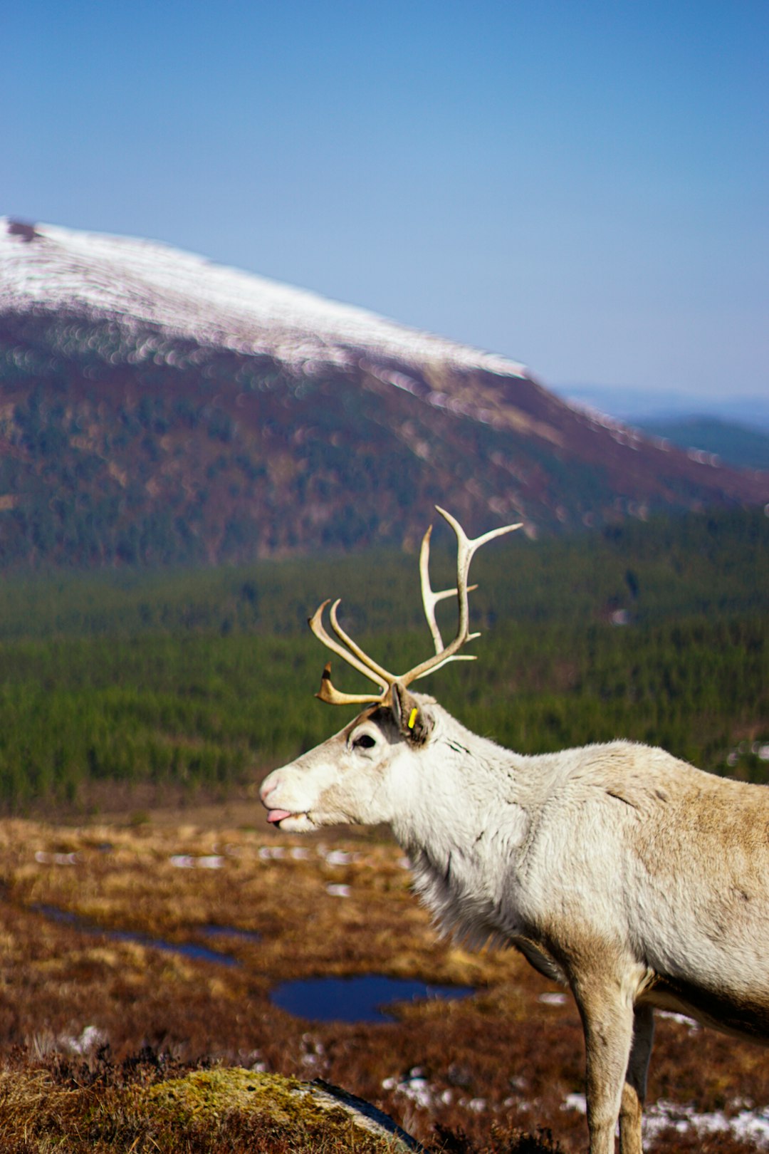 Cairngorms Nature Escape Cairngorm Reindeer Centre